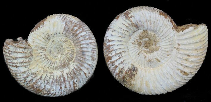 2" Perisphinctes Ammonites Fossils - Madagascar - Photo 1